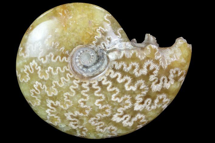 Polished, Agatized Ammonite (Cleoniceras) - Madagascar #97326